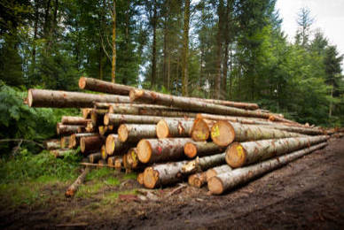  Comment transformer le bois de forêt en bois de chauffage ?