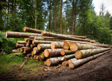  Comment transformer le bois de forêt en bois de chauffage ?